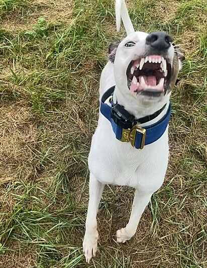 Bruce é um cachorro reativo.