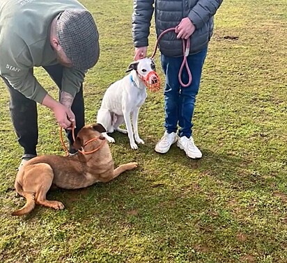 A família buscou a ajuda de um treinador de cães para orientá-los em técnicas de socialização e controle da reatividade de Bruce.