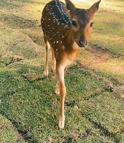 Bambina acha que é um cachorrinho.