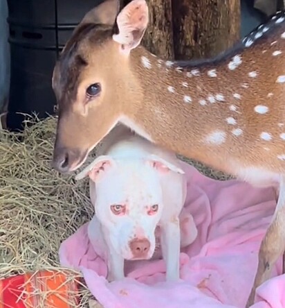 Bambina é apaixonada por Sansa.