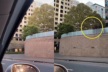 Casal viajava por Sydney quando olhou para o lado e viu alguém de pescoço comprido olhando em sua direção.