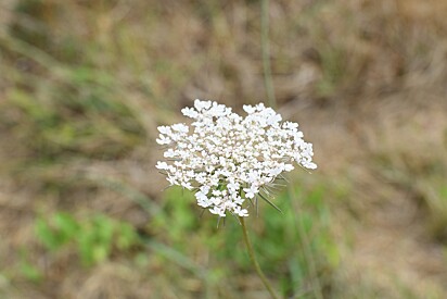 A cicuta venenosa é uma flor branca com uma raiz que se assemelha a uma cenoura branca.