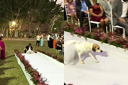 Convidados de casamento tem doce surpresa ao ver quem era a dama de honra.