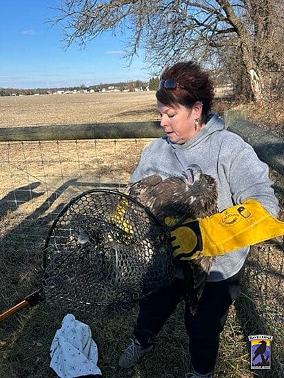 Tracie Young, reabilitadora do Raven Ridge Wildlife Center, foi designada para a missão de resgatar a ave.