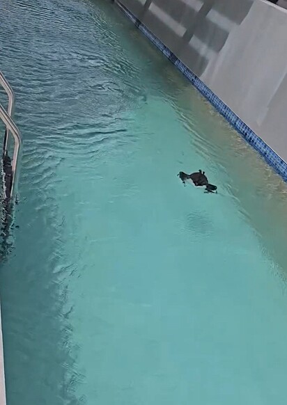 Animal selvagem é encontrado dentro de piscina em resort na Austrália.