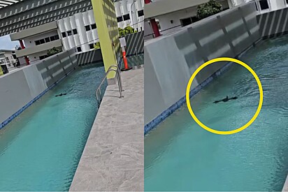 Resort pede ajuda após encontrar nadador não autorizado em sua piscina.