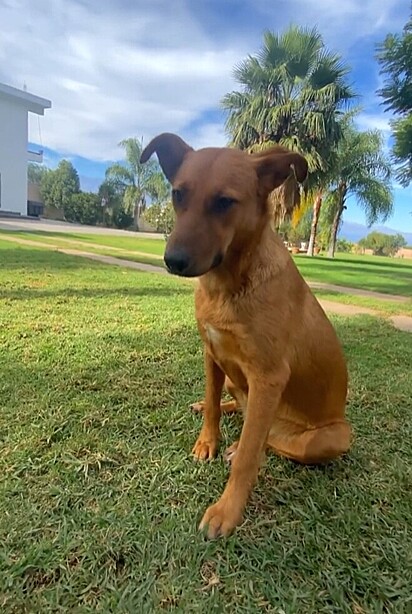 Dorys foi adotada pela dona da loja. 