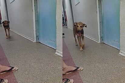 Cachorro entra em hospital, mas ninguém imaginava quais eram suas intenções