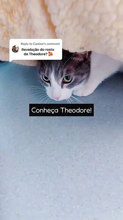 O gatinho é tímido e precisa ganhar confiança.