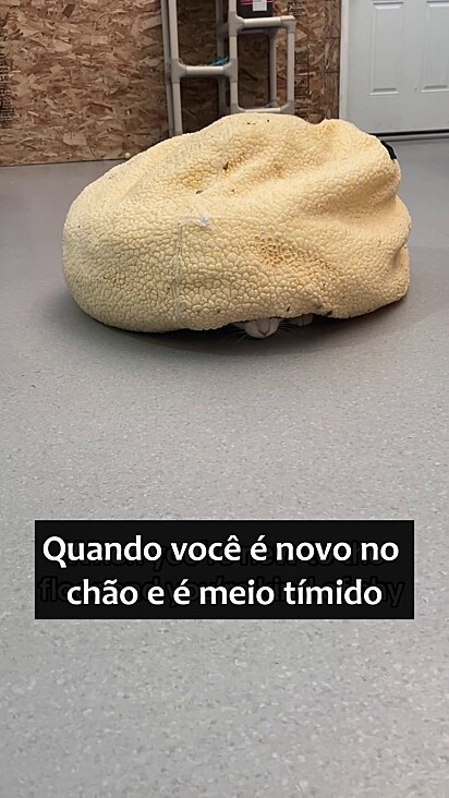 Theodore não entendia o porquê estava no abrigo.