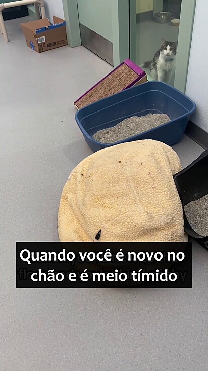 O felino estava assustado.