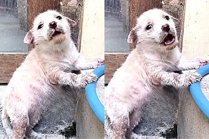  Cachorrinha filhote clamava por socorro em mercado, até que um jovem resolve situação.