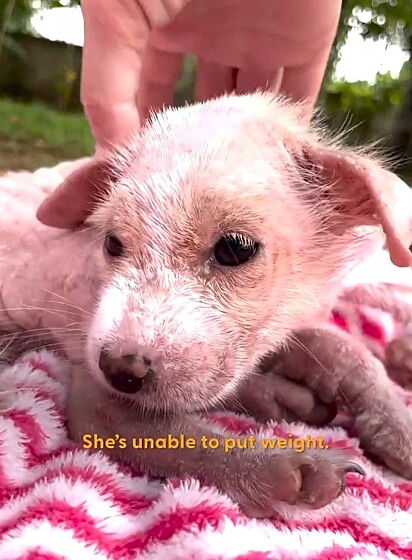 Quando foi resgatada, a cachorrinha estava assustada e debilitada.