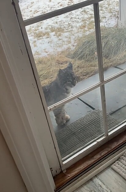O filhote de lince estava curioso.