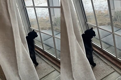 Gato não parava de miar perto de janela, então dono resolve olhar o que era e se surpreende