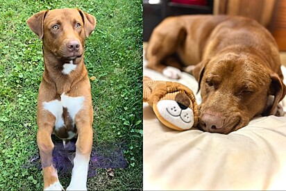 Casal abriga cachorro de rua por uma noite — e ele acaba conquistando um lar para sempre.