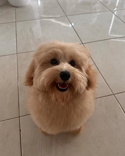 Benji é um fofo cachorrinho da raça Maltipoo.