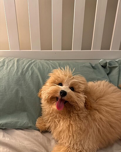 Benji amou a sua piscina de bolinha.