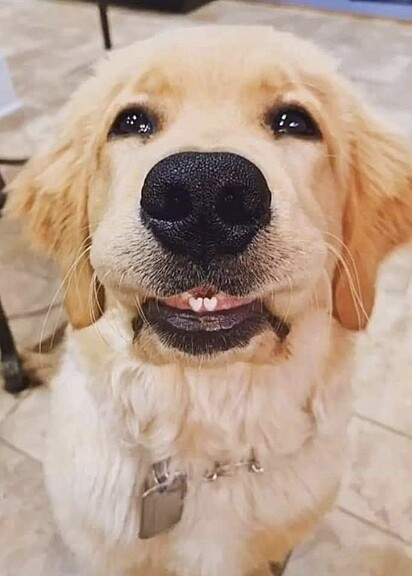 Essa fofura tem dentinhos em formato de coração! 