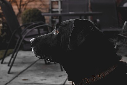 O cão preto com roupa preta fica camuflado no escuro.