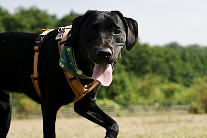 Segundo o homem, a vizinha não queria trocar a roupa do cão por outra cor.