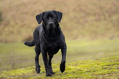 O labrador preto costuma circular livremente na estrada.