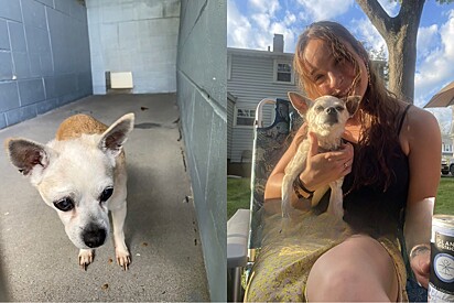 Jovem se encanta por cão de 18 anos abandonado em abrigo e resolve dar a ele o melhores últimos anos de vida.