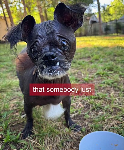 O cachorrinho foi abandonado pela antiga família.