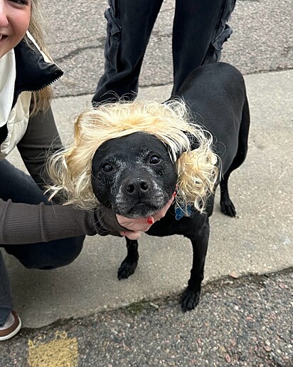 Bear foi atração no evento de goldens.