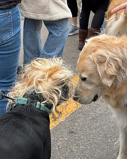 Muitos goldens deram as boas-vindas ao pitbull.