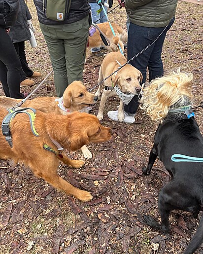 Os goldens adoraram a visita do infiltrado.