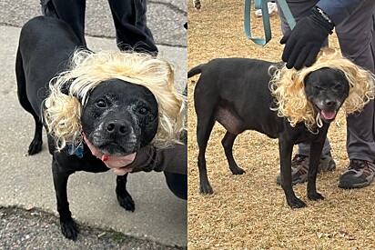 Cachorro pitbull se infiltra em evento de golden retrievers e ninguém percebe.