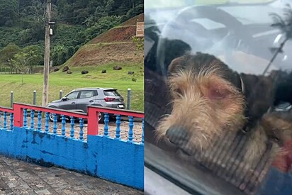 Casal desce do carro para olhar algo na estrada mas cachorro perde a paciência