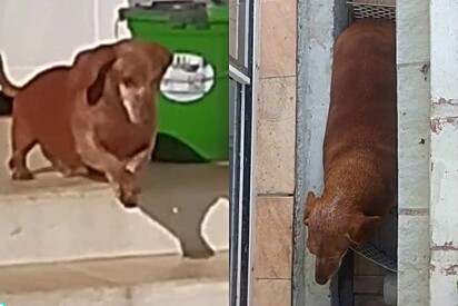 Pastelito ganhou muitos fãs com seu comportamento incomum.