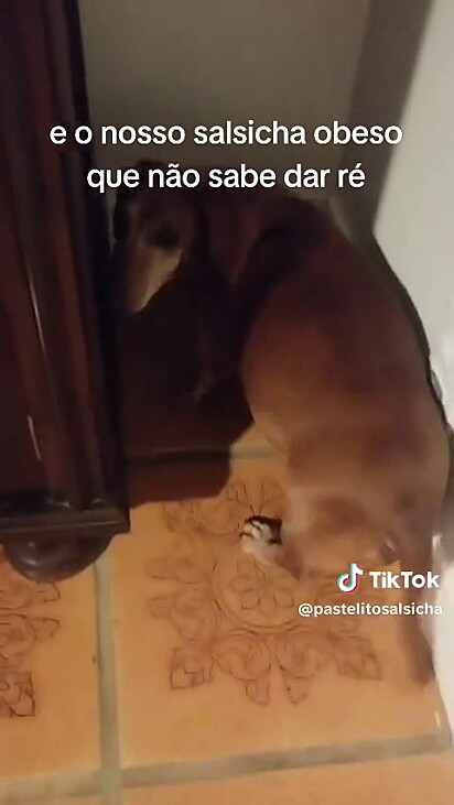 O cachorro esqueceu como dar ré.