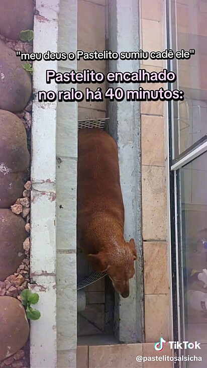 O cão ficou entalado no ralo.