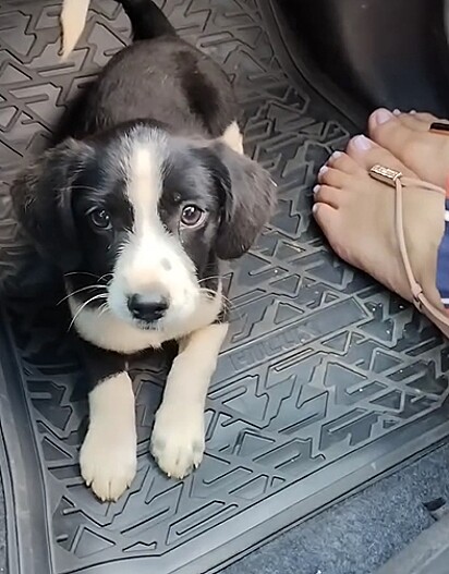 O casal saiu para comprar alface e voltou para casa com uma cachorrinha.