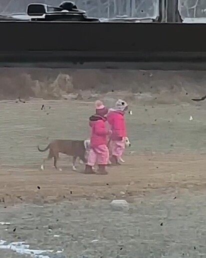 As crianças caminhando com os cães.