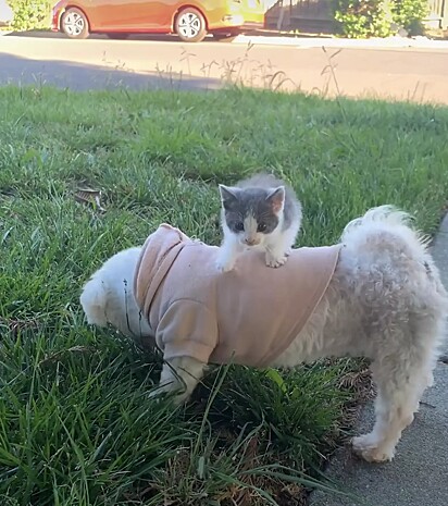 Naquele dia, o gatinho pulou em cima do cachorro pela primeira vez.