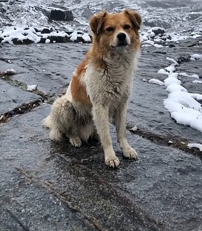 O cão mora naquela região e adora acompanhar os turistas.