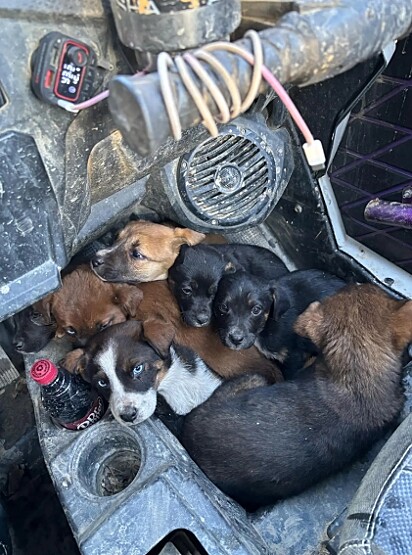 Os cachorrinhos foram resgatados de quadriciclo. 