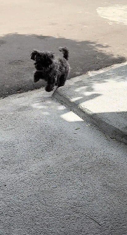 O cão criou a tática de voltar mancando para não receber bronca.