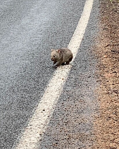 Ela recebeu uma ligação de um viajante preocupado sobre um filhote visto sozinho perto de uma estrada.