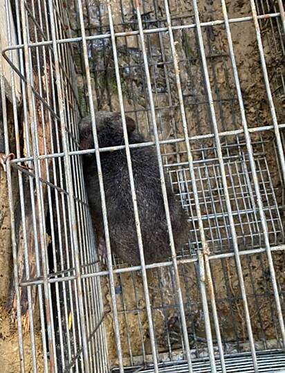 Imediatamente ela deslocou para tentar salvar o pequeno animal.