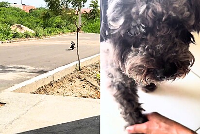 Cachorro foge e volta para casa mancando para não levar bronca e internet não poupa comentários.