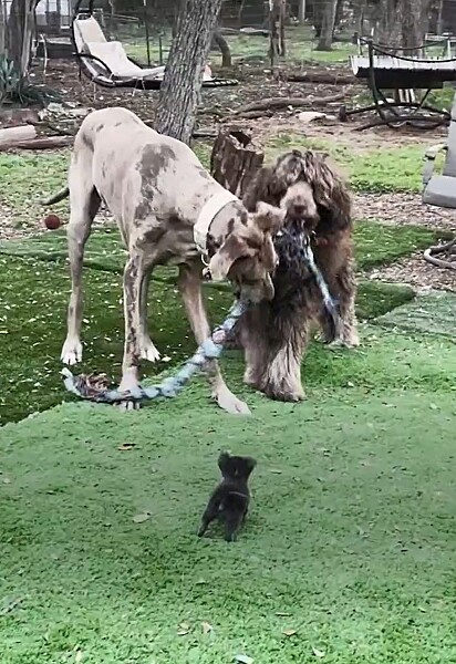 Mouse adora brincar com seus irmãos.