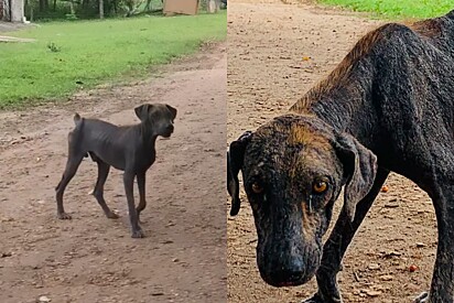 Após 2 anos recebendo amor cão resgatado muda de cor e transformação impressiona