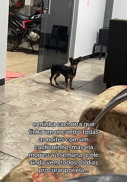 O cachorrinho em busca da Maya.