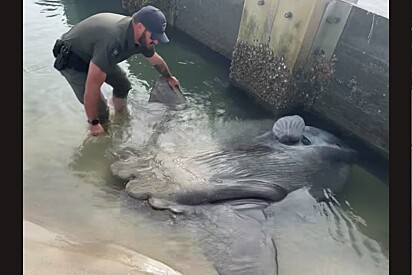 Autoridades são alertadas após peixe enorme e estranho aparecer em costa.