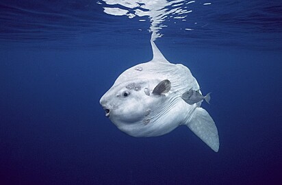 Imagem de um peixe-lua.